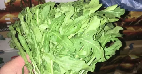 جرجير بلدي