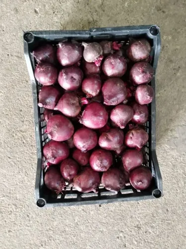 بنجر