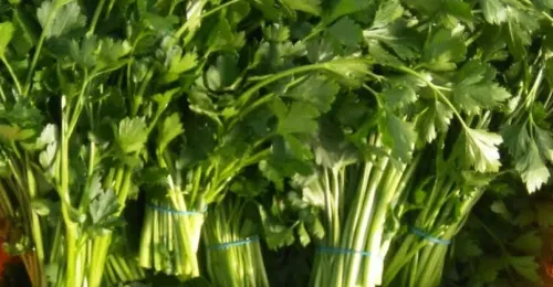 Dutch Coriander (Hiwa)