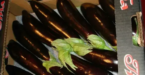 باذنجان ميني