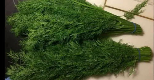 Fennel (Baladi)