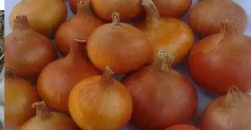 بصل ذهبى