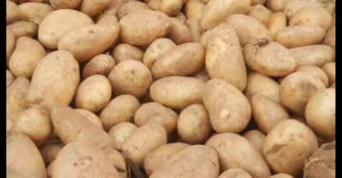Spunta Potato
